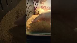 Sandfish Skinks super diving [upl. by Damaris]