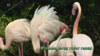 Greater Flamingo  phoenicopterus ruber roseus [upl. by Eiclek]