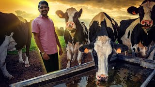 Dairy Farm आज का दिन [upl. by Alam]