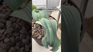 WELWITSCHIA MIRABILIS [upl. by Landes]