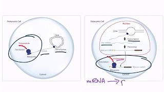 USMLE Step 1 Translation [upl. by Enitnemelc131]