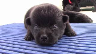 Sailing Schipperkes  First month of 3 puppies Schipperke [upl. by Mel958]