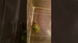 Ceratophrys pacman pacmanfrog greenfrogs amazingfrog froglets frog fyi shots funfacts cute [upl. by Etolas202]