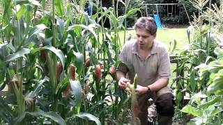 Harvesting Sweetcorn [upl. by Lebatsirc]