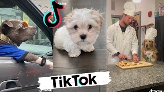 TikToks that make you go AAWWW  Funny Dogs of Tik Tok  Try Not to Laugh [upl. by Ettecul767]