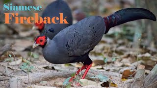 Siamese Fireback  The most beautiful pheasant in Asia  Big pheasants eating in the forest [upl. by Tahmosh]