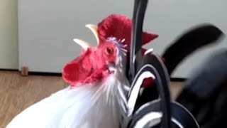 Chicken gets mad when my daughter goes to school [upl. by Reamonn]