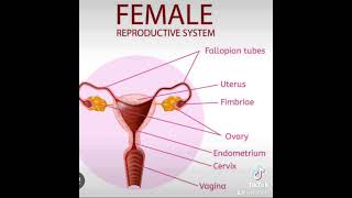 Causes of blocked fallopian tubeswomenhealth conception [upl. by Bevers]