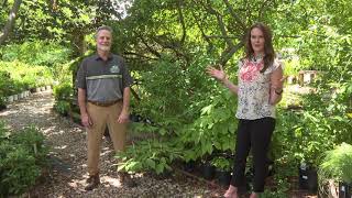 Springhouse Gardens Bottlebrush Buckeye the native shade plant you need to have [upl. by Tahmosh]