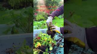 How to restore geraniums over winter Please watch this video [upl. by Mohamed]