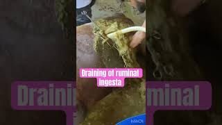 Draining of ruminal ingesta l Rumenotomy l Dr Umar Khan [upl. by Rebmit]