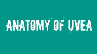 Ophthalmology Anatomy of uvea [upl. by Orford]