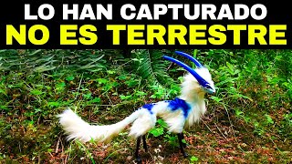 Los 20 Animales Más EXTRAÑOS Captados En Video [upl. by Hcirteid102]