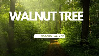 Walnut tree  georgia  village [upl. by Azilem628]