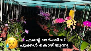 എന്റെ ഓർക്കിഡ്‌പൂക്കൾ വാടി കൊഴിഞ്ഞു പോകുന്നു 😢Organic pesticides for orchids [upl. by Enileoj]