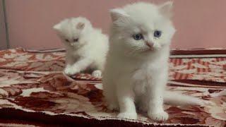 cat catie cutecats kitten cattie cuteanimals catlover catee cutepets cute [upl. by Pallas544]