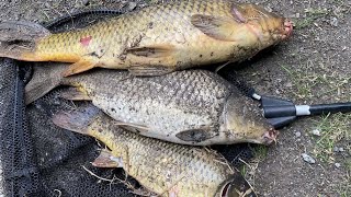 Carp fishing with corn New PB [upl. by Akkimat277]