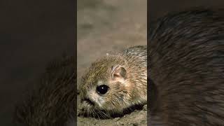 🐭 Kangaroo Rat The Ultimate Water Saver 🚱 rat kangaroorat nowater [upl. by Geithner]