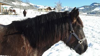 Tiroler NorikerJungstuten im Schnee [upl. by Anai317]