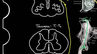 autonomic motor innervation of the heart [upl. by Ahsii]