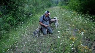 Merle and Teeko on the Bear Trail  Norwegian Elkhound Males [upl. by Pattani]