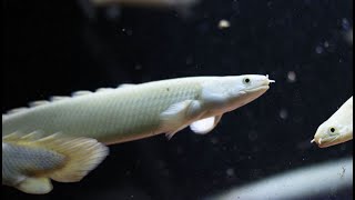 Platinum Polypterus tank [upl. by Ayiotal]