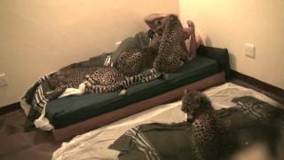 Goran Lindstrom sleeping with orphaned cheetahs in Africa [upl. by Aernda]