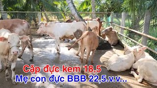 1010  Mẹ con đực BBB 225  cặp đực kem 185  Trại Bò Thành Trung [upl. by Rtoip]