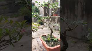 Calliandra Bonsai powder puff viralvideo shortsvideo shorts bonsai [upl. by Nylidam]