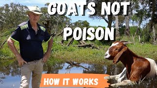 I Ditched Chemicals for GOATS and You Wont Believe What Happened [upl. by Giles69]