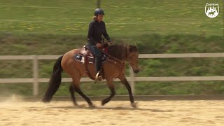 Loesdau Lessons Grundlagen der Reitpferdeausbildung mit Ute Holm Teil 6 Galopphilfe beim Reiten [upl. by Emmett]