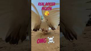 back jump marne wala kabutar  Roller pigeon 🕊️😘  OMG pigeon flying roll rollerpigeons shorts [upl. by Kinzer]