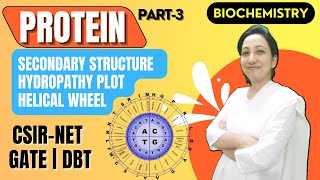 Proteins 3  Secondary Structure of Proteins  Hydropathy Plot  Helical Wheel Amino Acids [upl. by Atteloj]