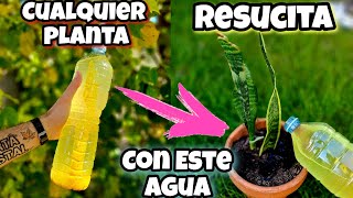 El AGUA que REVIVE CUALQUIER PLANTA Abono Casero para Curar Plantas Enfermas secas  Huerto urbano [upl. by Yahiya56]