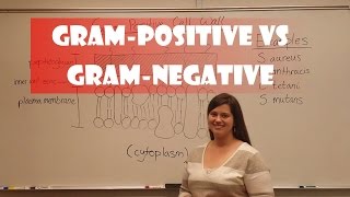 Gram Positive and Gram Negative Bacteria [upl. by Broome]