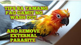 HOW TO SPRAY WASH OUT INTENSE TO YOUR LOVEBIRDS AND REMOVE EXTERNAL PARASITE [upl. by Dearr115]