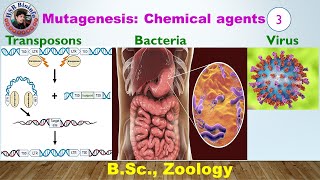 Mutagenesis Biological Agents Transposons Virus Bacteria  Genetics  HSR Bioinfo [upl. by Ynamrej]