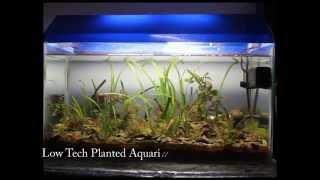 Low Tech Planted Aquarium without CO2  Intro [upl. by Yenaled]