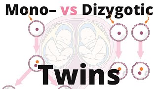 Difference between Monozygotic and Dizygotic Twins [upl. by Tugman]