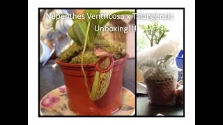 My new nepenthes ventricosa x talangensis arrived  unboxing [upl. by Laurene]