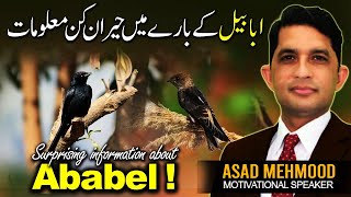 Interesting Facts About Ababil Bird Common Swift  Ababeel Ka Waqiya in Urdu by Dr Asad Mehmood [upl. by Matthus]