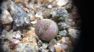 Lithops dorotheae First True Leaves [upl. by Jolynn]