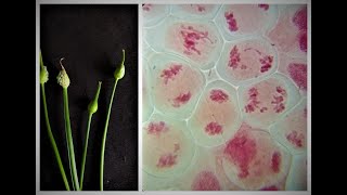 Meiosis in onion flowerbuds experiment [upl. by Neetsirk138]