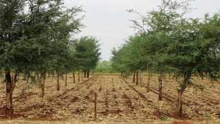 Regreening Africas landscape  Trees as natural fertiliser [upl. by Campman864]