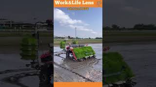 An autonomous rice planter uses GPS to plant seedlings in perfect rows boosting crop yield [upl. by Ewens]