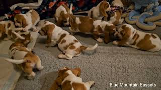 7 week old Basset Hound puppies 🐶 [upl. by Ydnil]