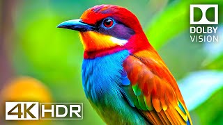 4K Video ULTRA HD 120 FPS  Best of 4K HDR Dolby Vision [upl. by Esyle631]