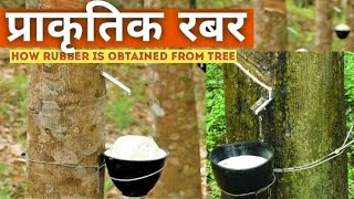 Natural rubber  Process to obtain rubber from rubber tree  Rubber polymer [upl. by Kriste]