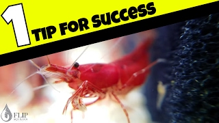 How to Breed Freshwater Shrimp  The Most Important Factor [upl. by Lawford]