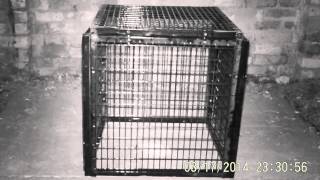 Country rat vs 2quot x1quot mesh standard aviary panel mesh [upl. by Aitnahs]